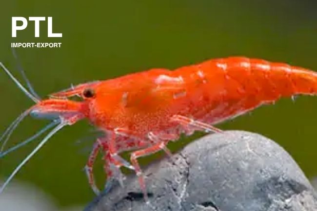 PTL-AZ11 NEOCARIDINA THAI RED FIRE
